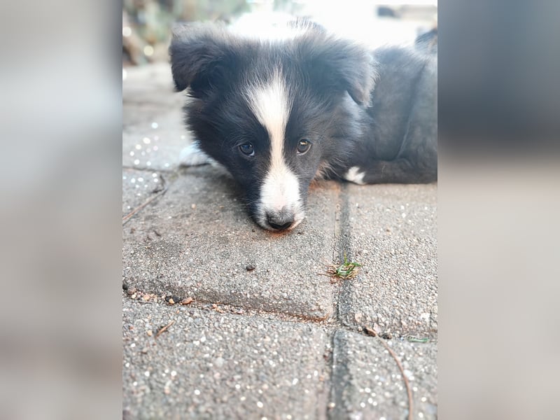 Sheltie 's wahre Seelenhunde