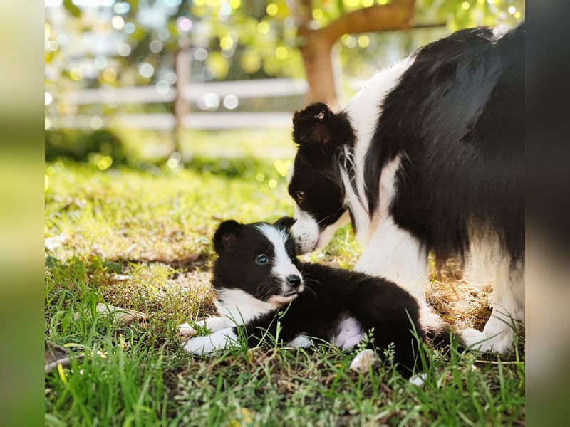 Sheltie 's wahre Seelenhunde