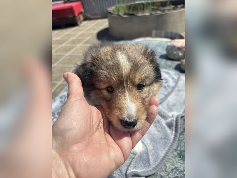 Bärchenhafte Sheltiewelpen