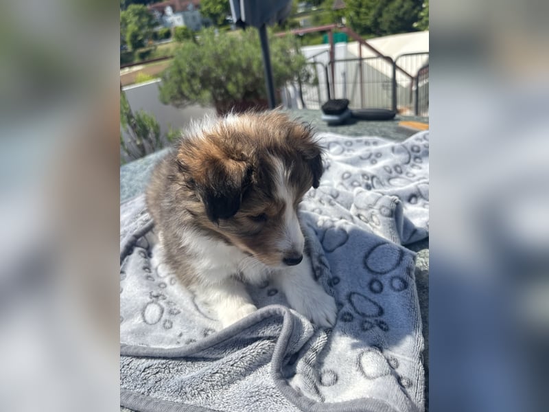 Bärchenhafte Sheltiewelpen