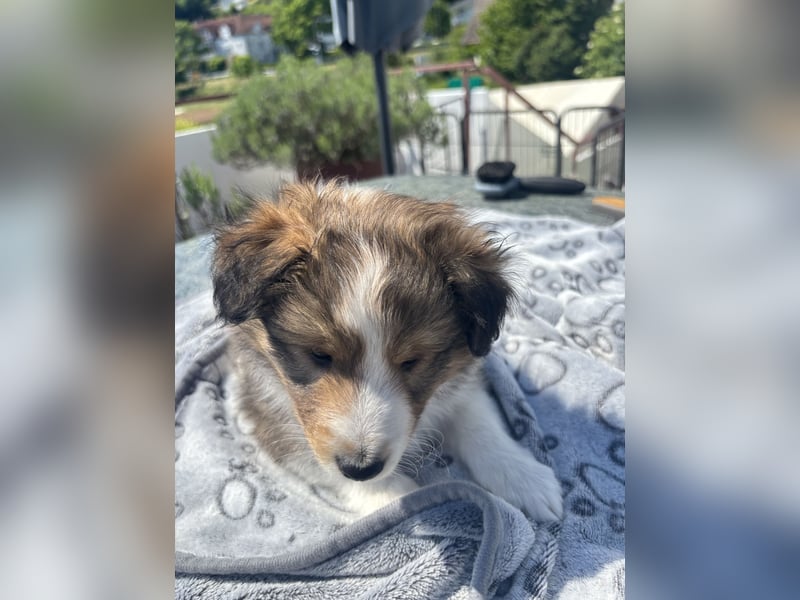 Bärchenhafte Sheltiewelpen