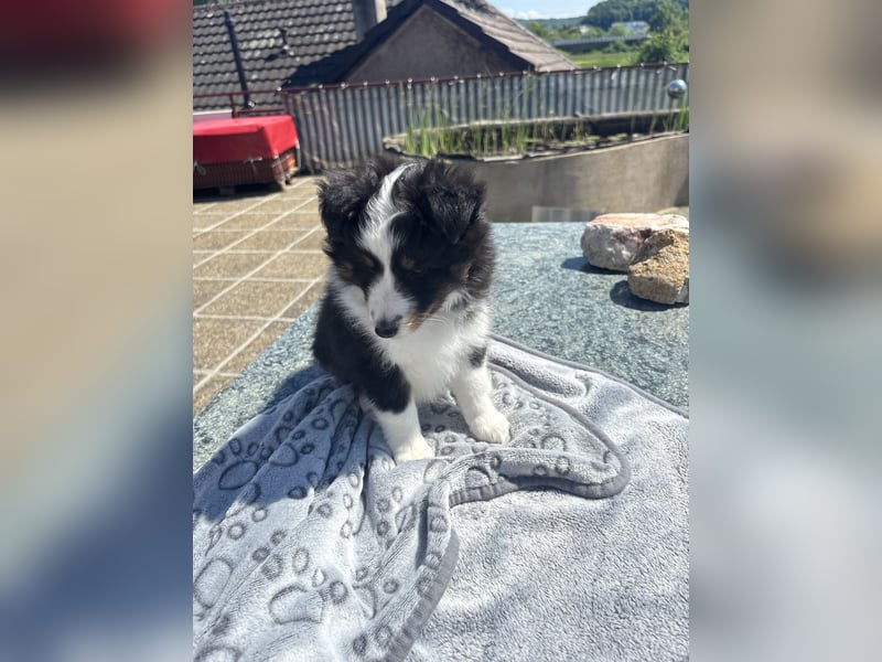 Bärchenhafte Sheltiewelpen