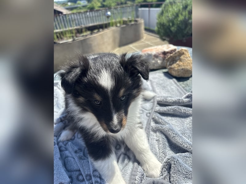 Bärchenhafte Sheltiewelpen