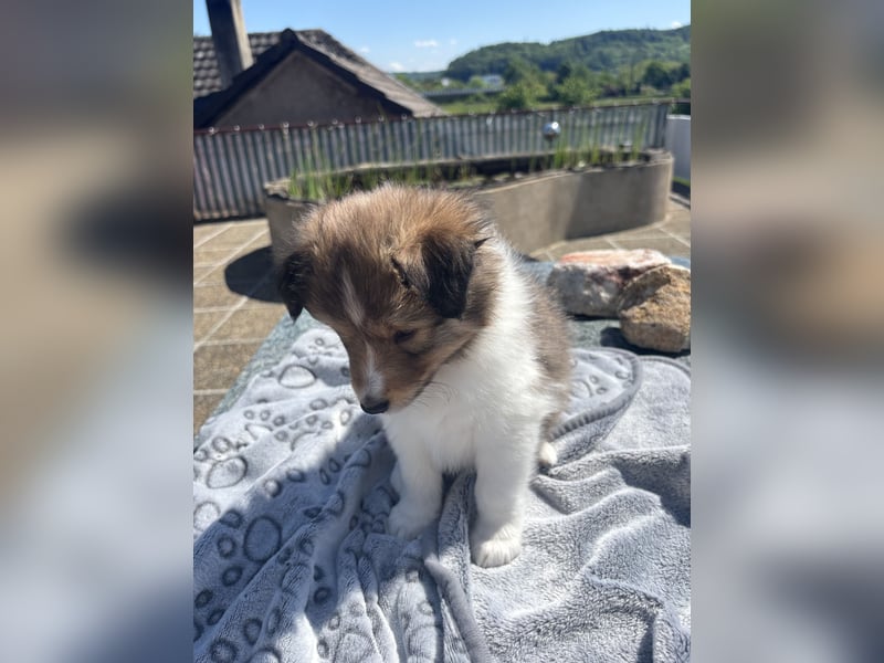 Bärchenhafte Sheltiewelpen