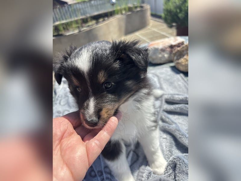 Bärchenhafte Sheltiewelpen