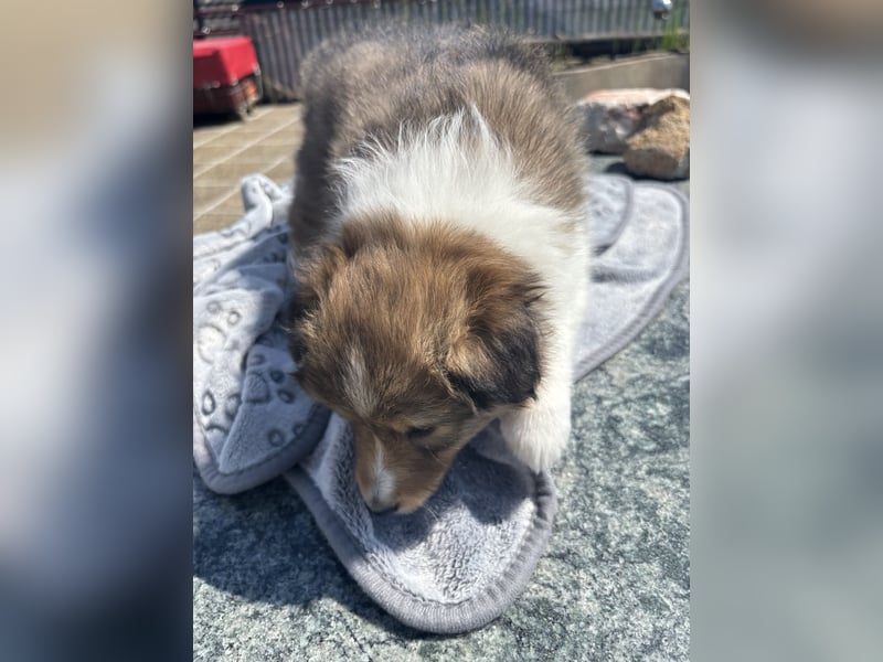 Bärchenhafte Sheltiewelpen