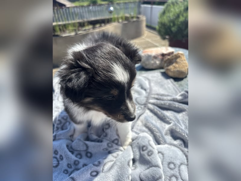 Bärchenhafte Sheltiewelpen