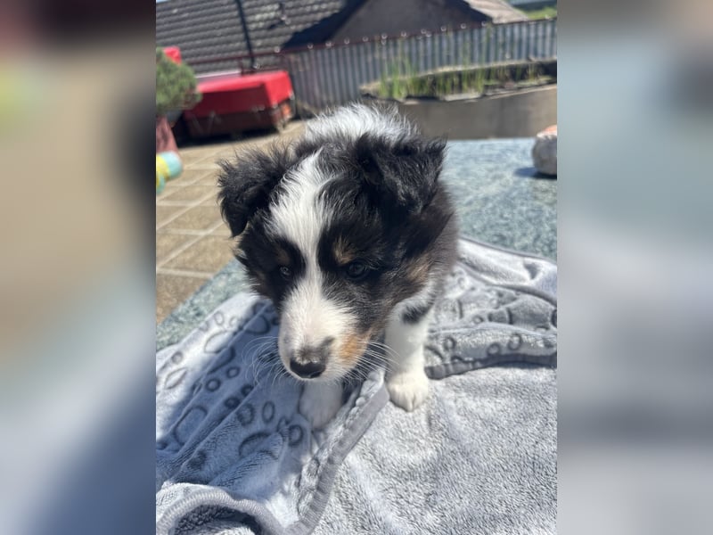 Bärchenhafte Sheltiewelpen
