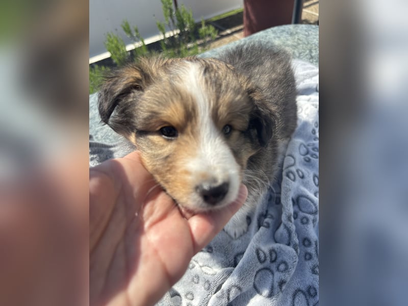 Bärchenhafte Sheltiewelpen