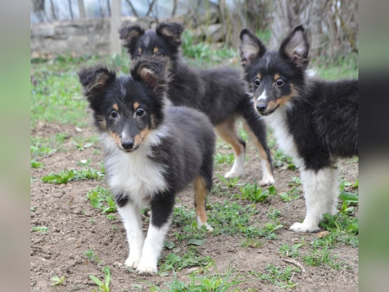 Sheltie-Welpen mit FCI-Dokumenten Jungs