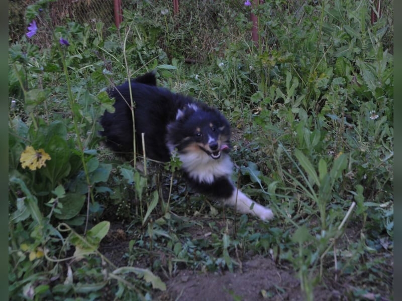 Shetland Sheepdog Rüde Sheltie FCI