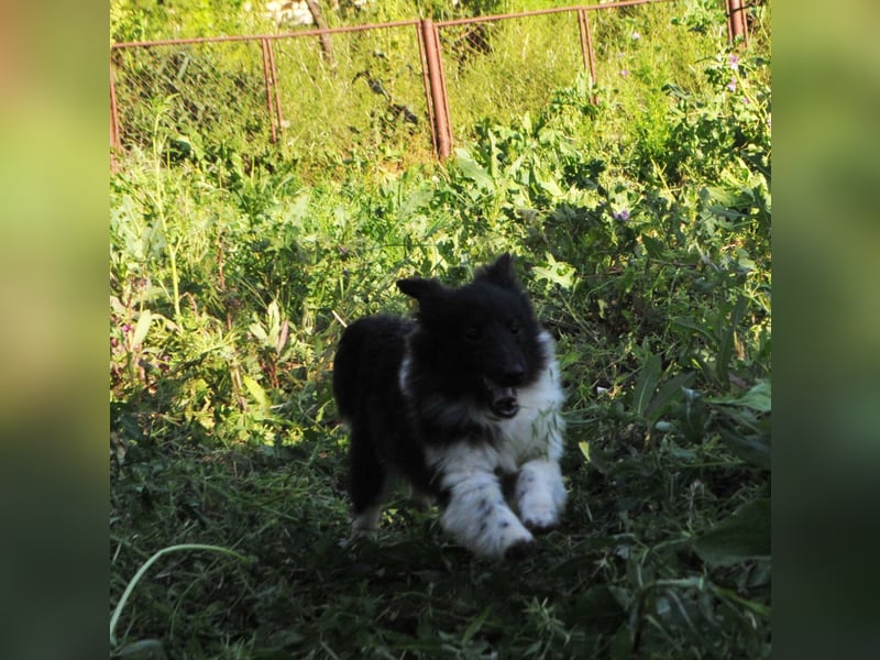 Sheltie-Welpen mit FCI-Dokumenten Jungs