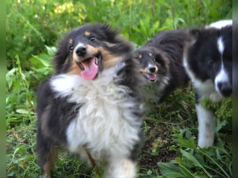 Shetland Sheepdog Rüde Sheltie FCI