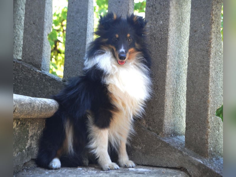 Shetland Sheepdog Rüde Sheltie FCI