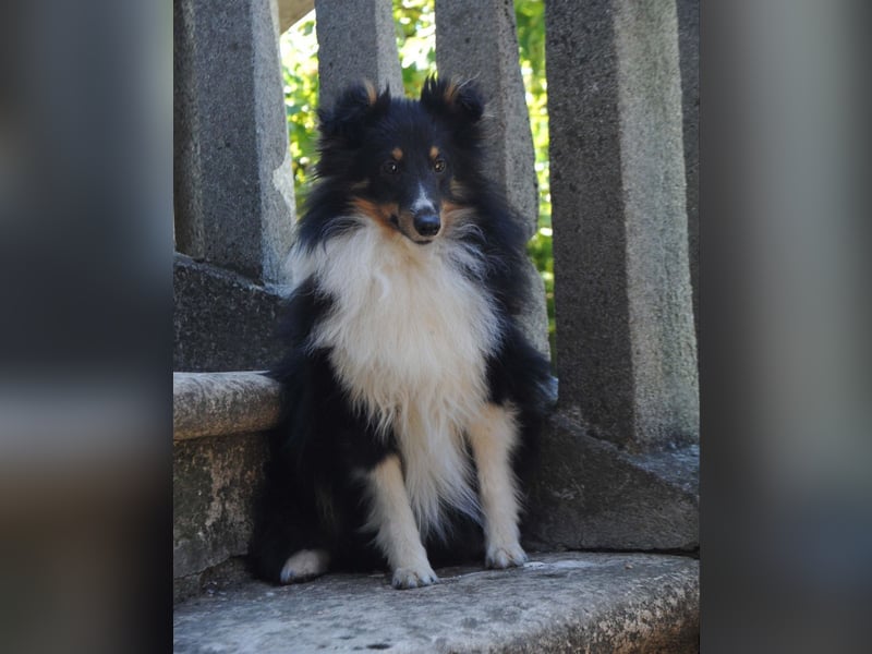 Shetland Sheepdog Rüde Sheltie FCI