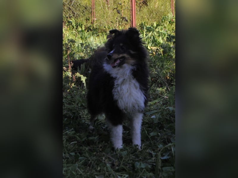 Sheltie-Welpen mit FCI-Dokumenten Jungs