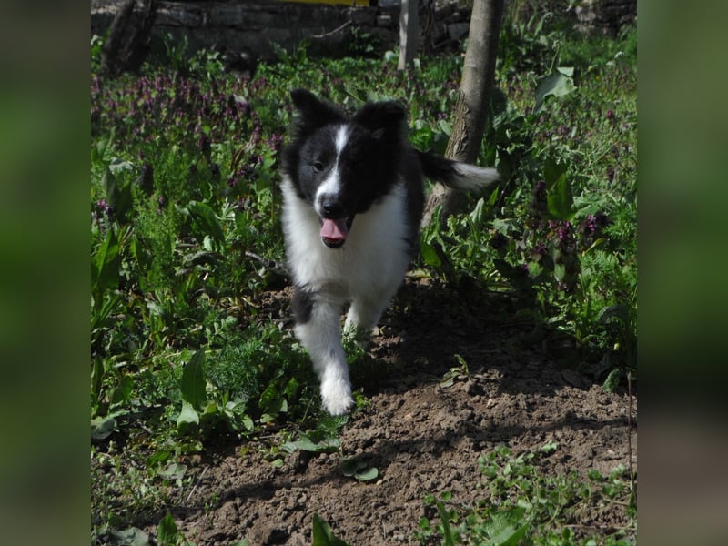 Sheltie-Welpen mit FCI-Dokumenten Jungs
