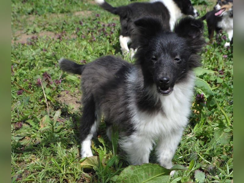 Sheltie-Welpen mit FCI-Dokumenten Jungs