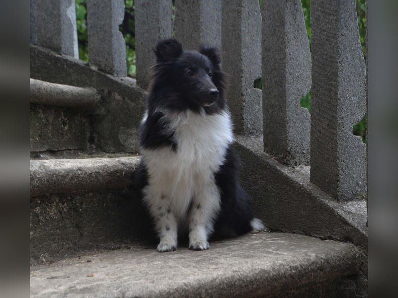 Rüde Shetland Sheepdog Sheltie FCI