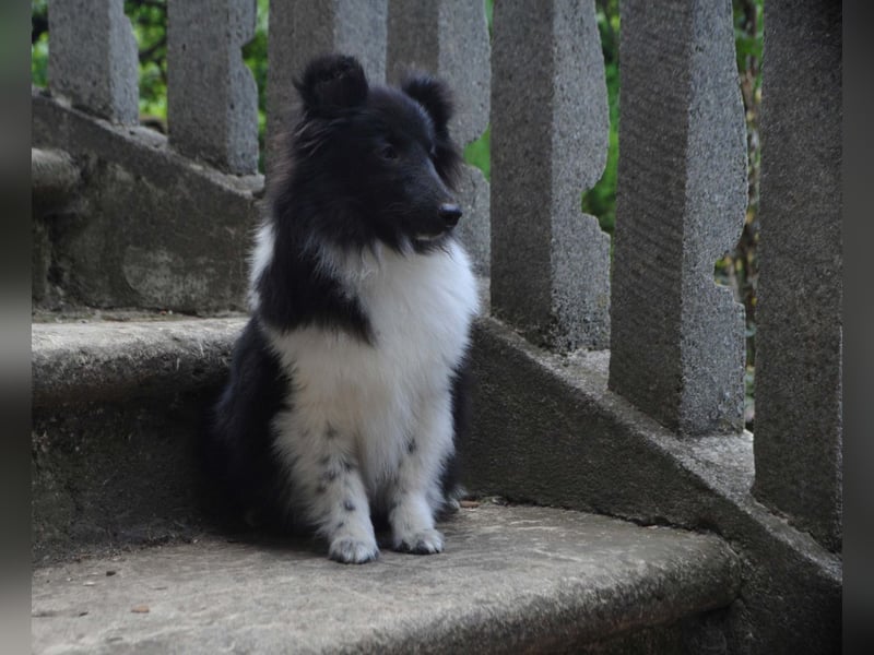 Rüde Shetland Sheepdog Sheltie FCI