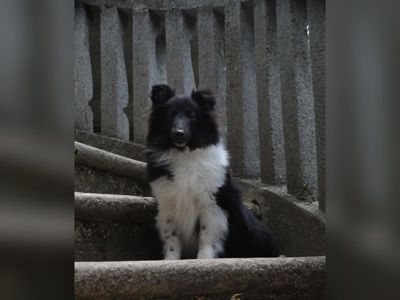Rüde Shetland Sheepdog Sheltie FCI