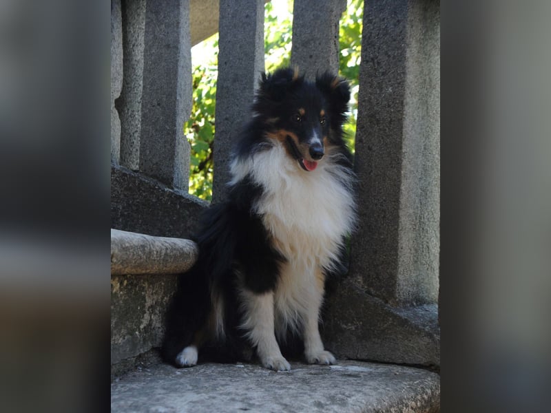 Shetland Sheepdog Rüde Sheltie FCI