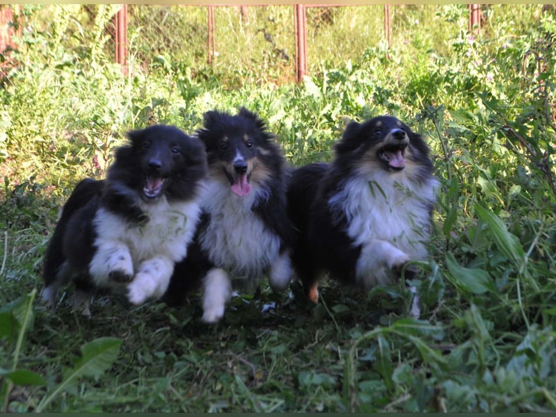 Sheltie-Welpen mit FCI-Dokumenten Jungs