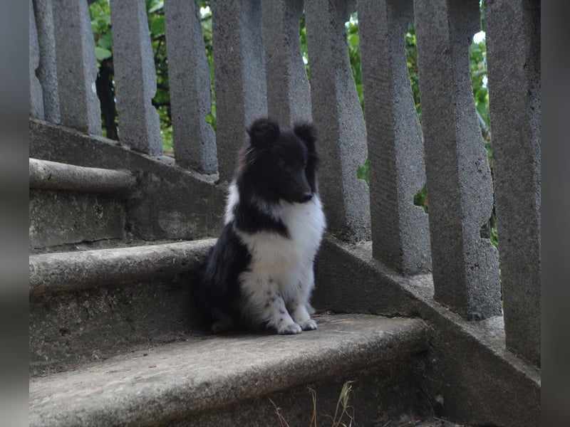 Rüde Shetland Sheepdog Sheltie FCI