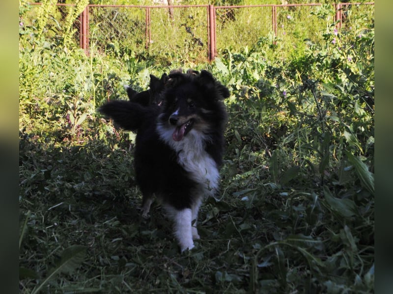 Sheltie-Welpen mit FCI-Dokumenten Jungs