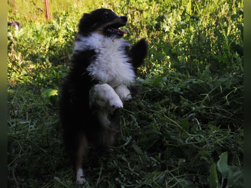 Sheltie-Welpen mit FCI-Dokumenten Jungs