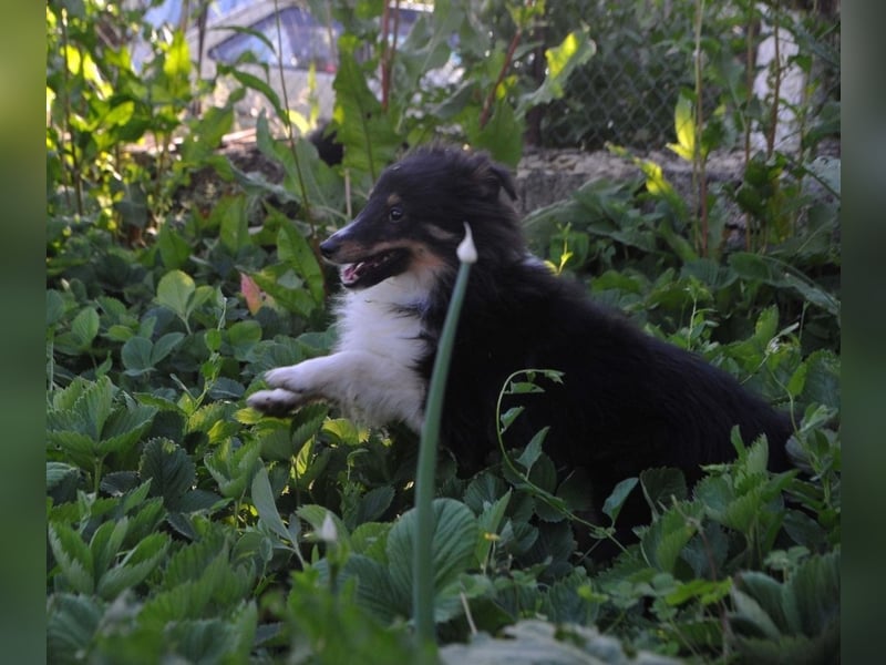 Shetland Sheepdog Rüde Sheltie FCI