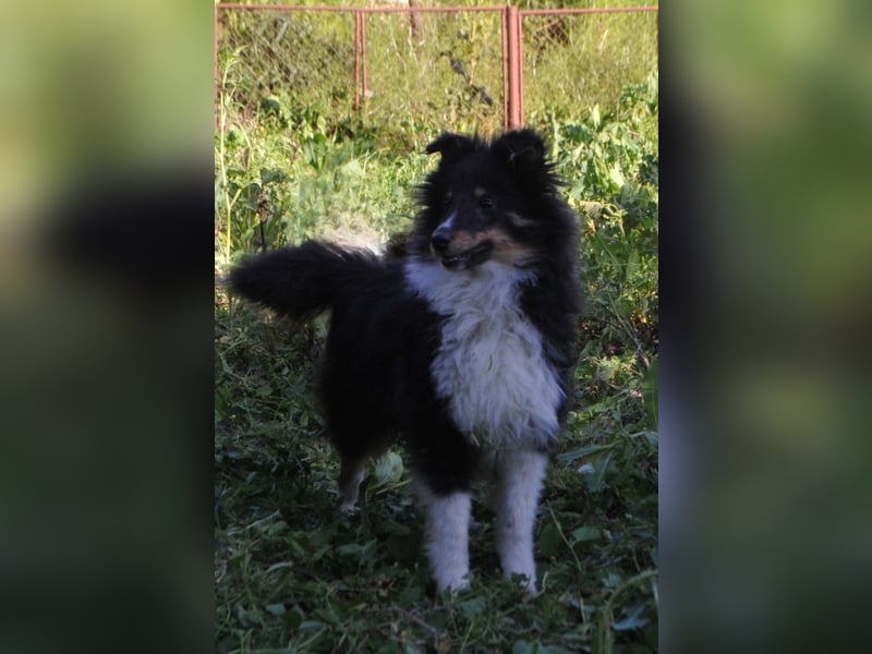 Shetland Sheepdog Rüde Sheltie FCI