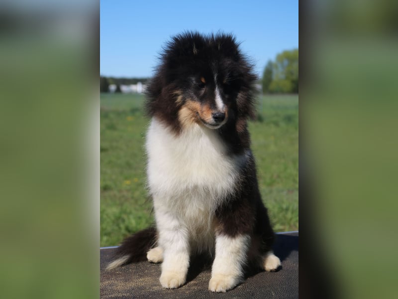 Sheltie Rüde Welpe FCI
