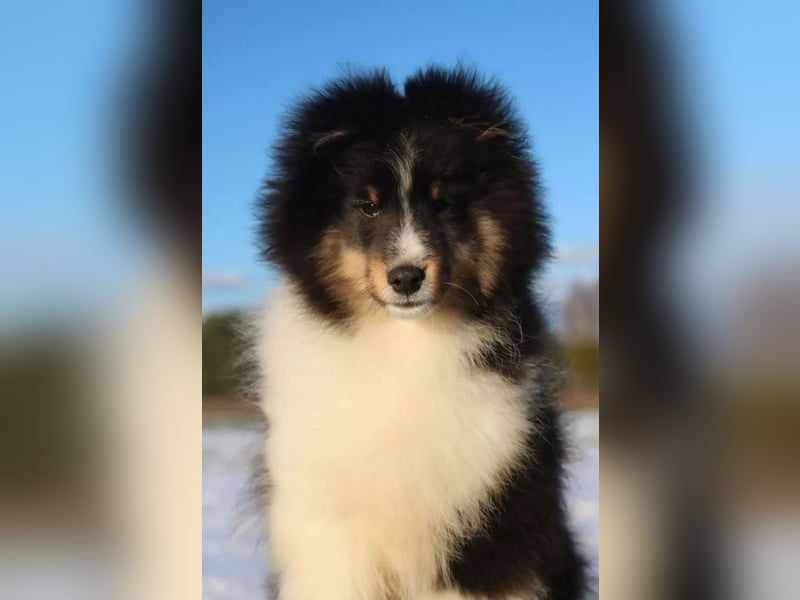 Sheltie Rüde Welpe FCI