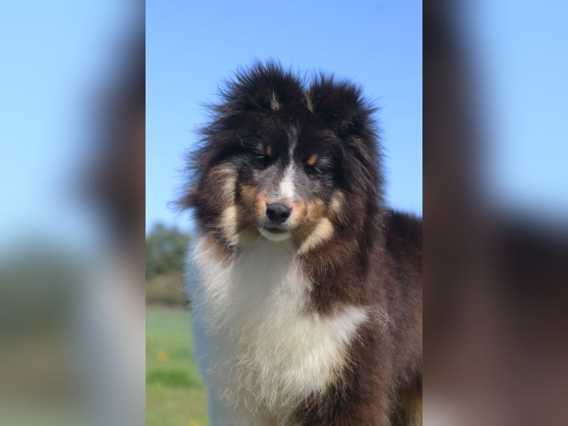 Sheltie Rüde Welpe FCI