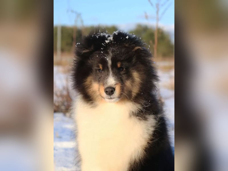 Sheltie Rüde Welpe FCI