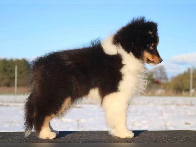 Sheltie Rüde Welpe FCI