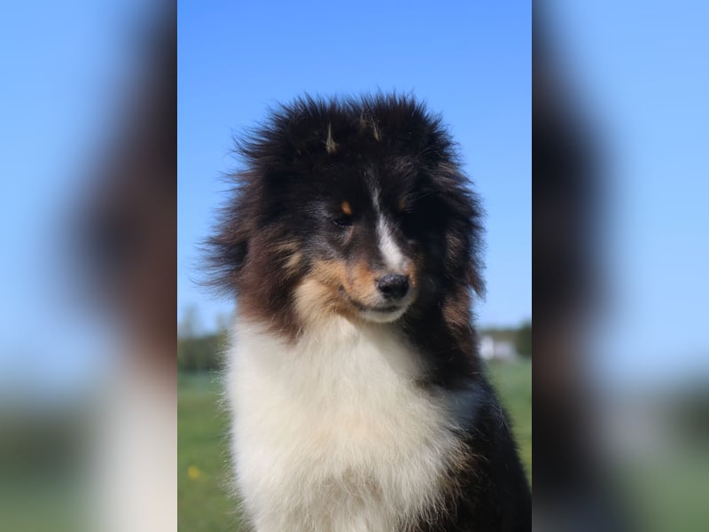 Sheltie Rüde Welpe FCI