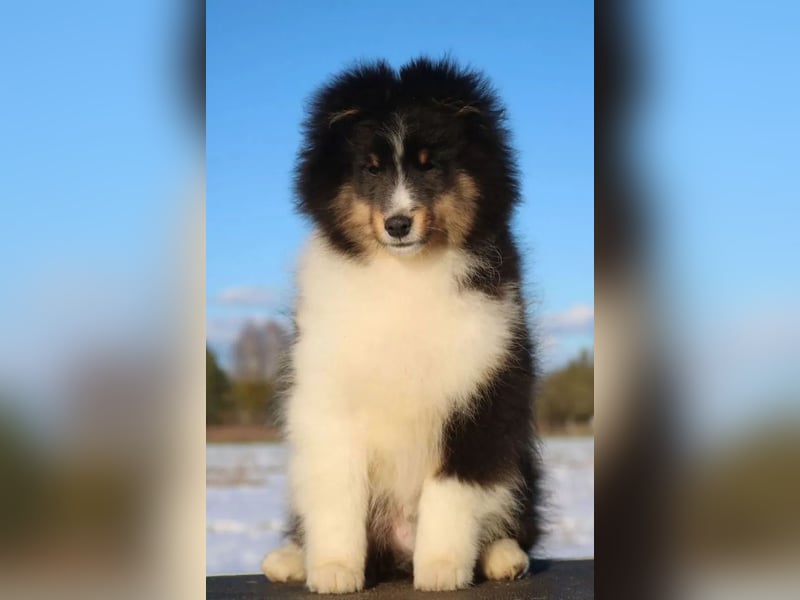 Sheltie Rüde Welpe FCI