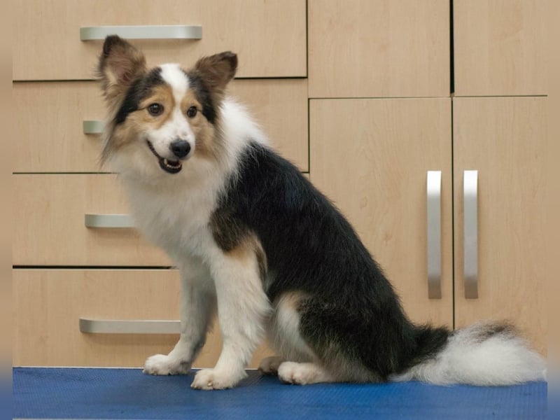 PUSHOK Traumhund (Ukraine)