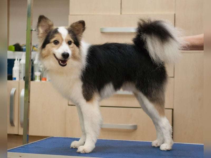 PUSHOK Traumhund (Ukraine)