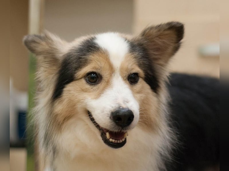 PUSHOK Traumhund (Ukraine)