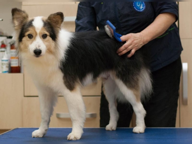 PUSHOK Traumhund (Ukraine)