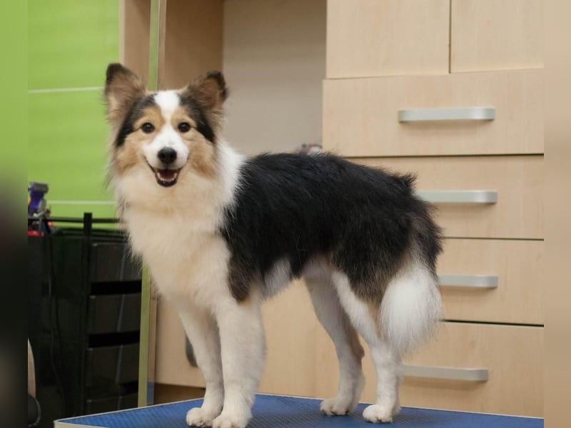 PUSHOK Traumhund (Ukraine)