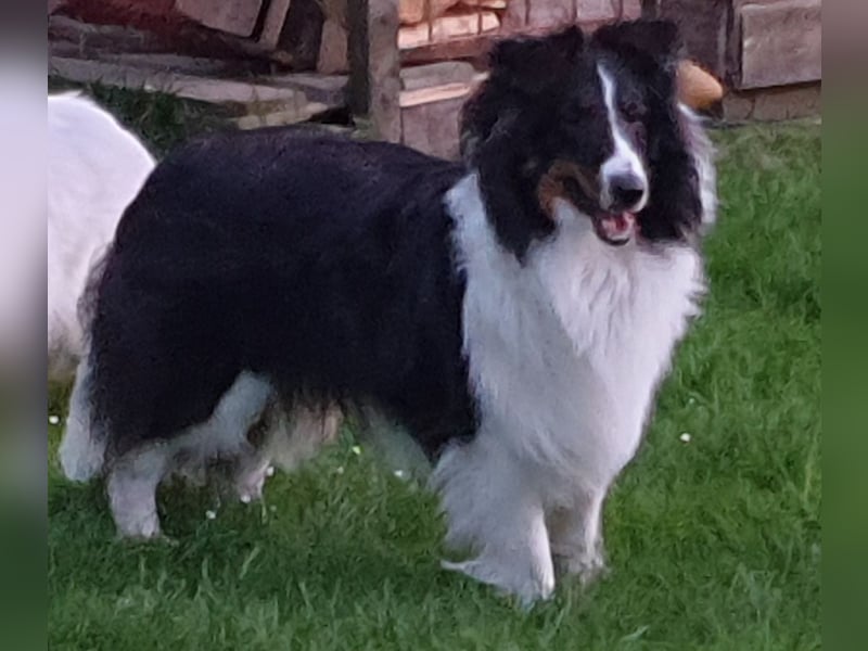 Sheltie Deckrüde