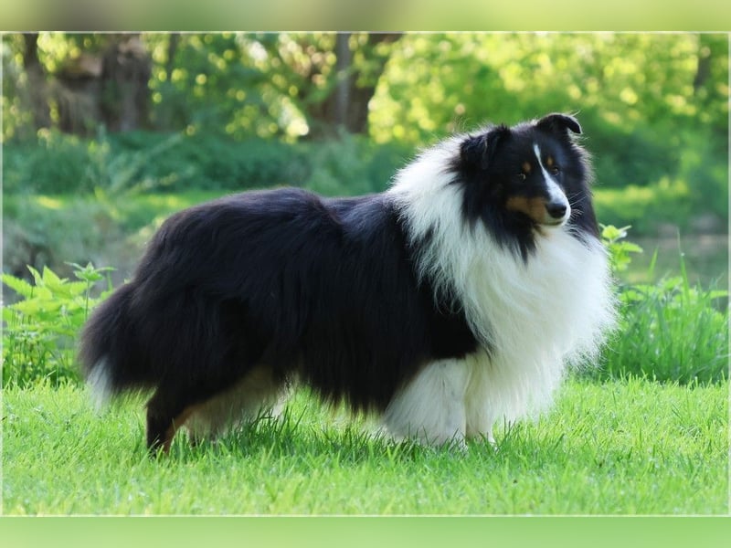 Sheltie Welpen in biblue, biblack, bluemerle......
