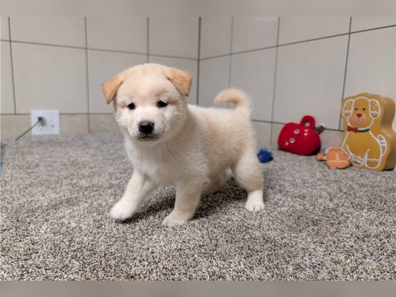 Shiba Inu  Hündin – geimpft, entwurmt, gechipt, mit EU-Heimtierausweis