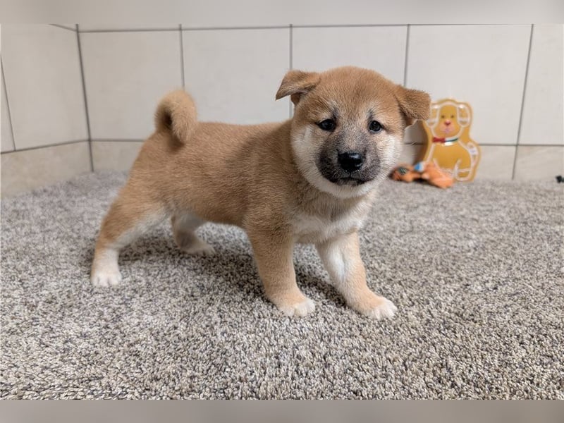 Shiba Inu  Hündin – geimpft, entwurmt, gechipt, mit EU-Heimtierausweis