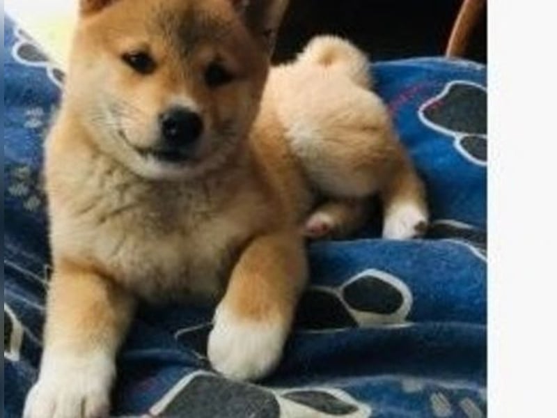 Shiba Inu    Hündin – geimpft, entwurmt, gechipt, mit EU-Heimtierausweis