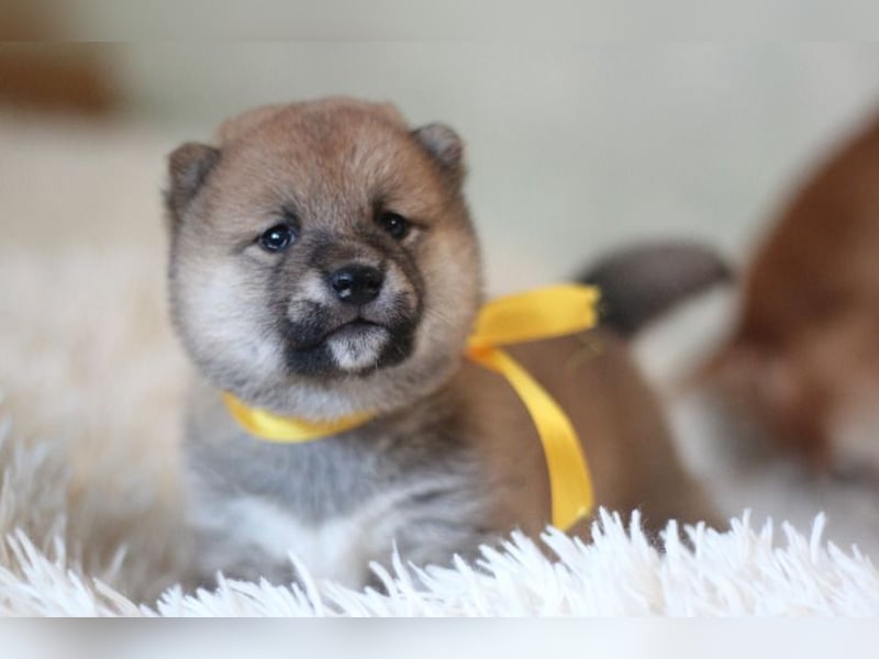 AYA, AMI, AMANE SHIBA INU WELPEN mit FCI dokumenten